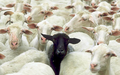 Animali i animaletti: owca nie tylko czarna