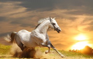 white stallion in sunset
